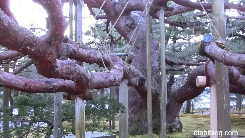兼六園の名木（縦横に伸びている枝）