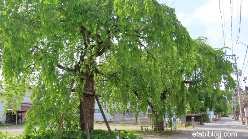 武家屋敷通りのしだれ桜
