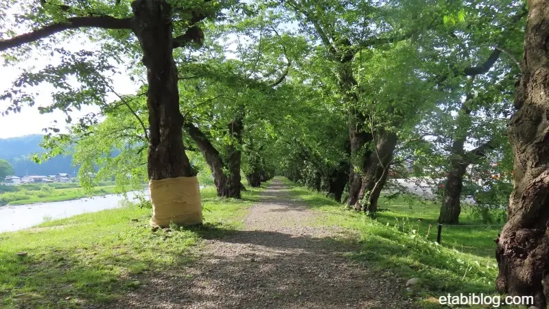 桧木内川堤の桜並木（北側）