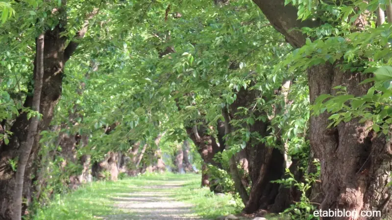 桧木内川堤の桜並木（南側）