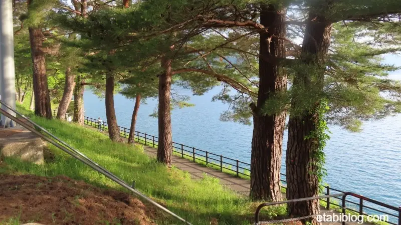 田沢湖湖岸の松並木