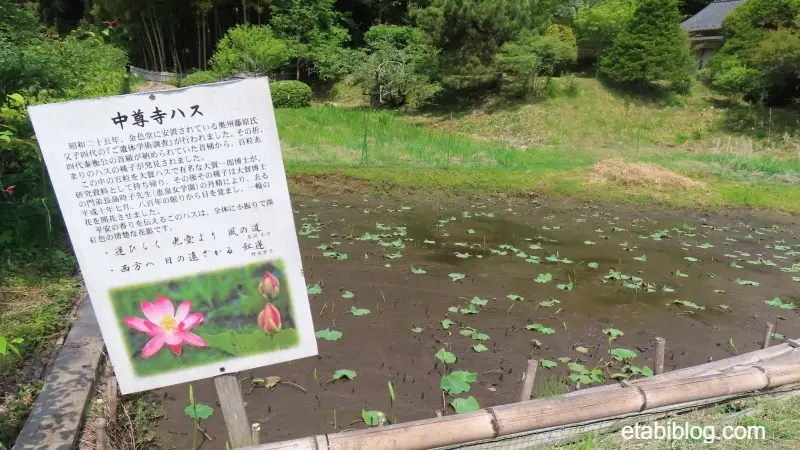 中尊寺ハス池前