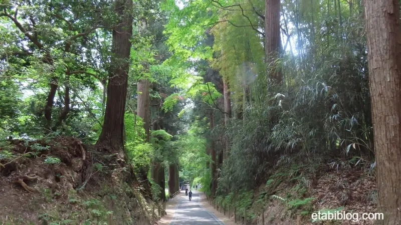 中尊寺の杉並木