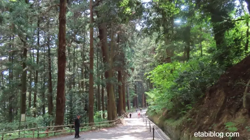 中尊寺月見坂の杉並木