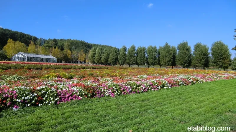富良野のファーム富田