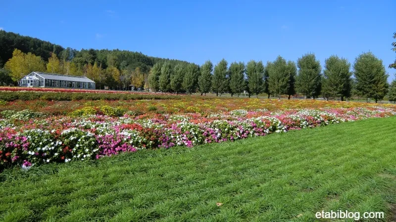 ファーム富田の花壇