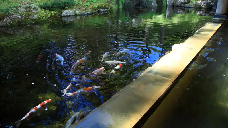雫石プリオンスホテルの大浴場側の池を泳ぐ鯉