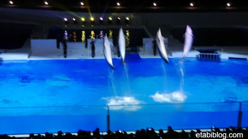 4頭のイルカ同時の大ジャンプ