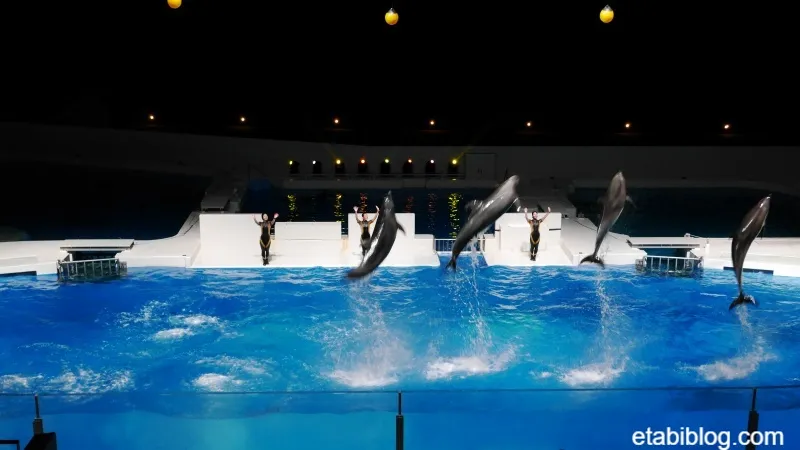 4頭のイルカ同時に大ジャンプ