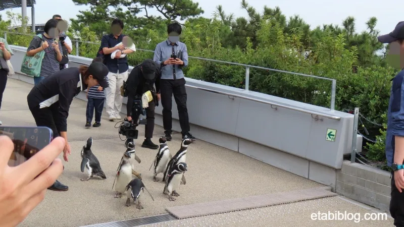 東側通路より登場するペンギン
