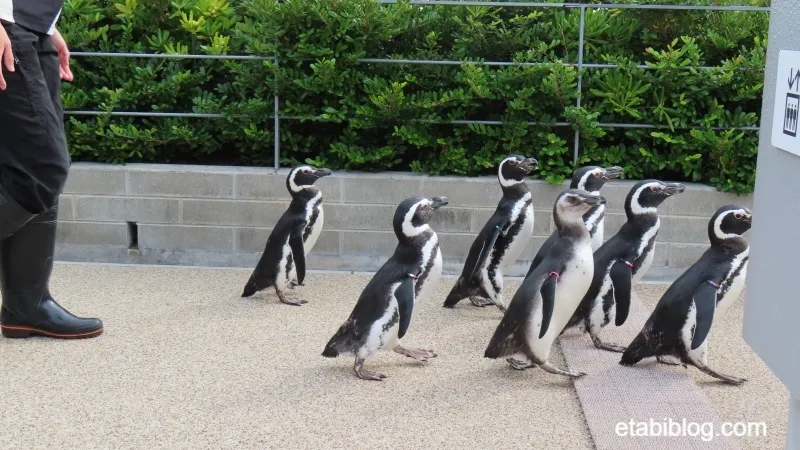 ロッキーテラスに向かうペンギン