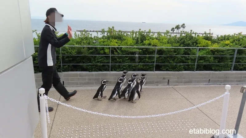 ロッキーテラスに登場したペンギン
