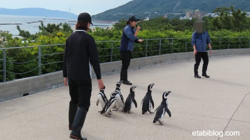 ロッキーテラスのペンギン散歩