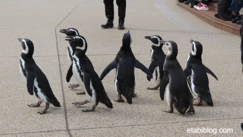 須磨シーワールドを散歩する7羽のペンギン