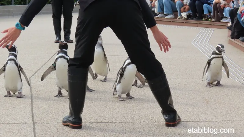 好き勝手に行動するペンギンと制止するトレーナー