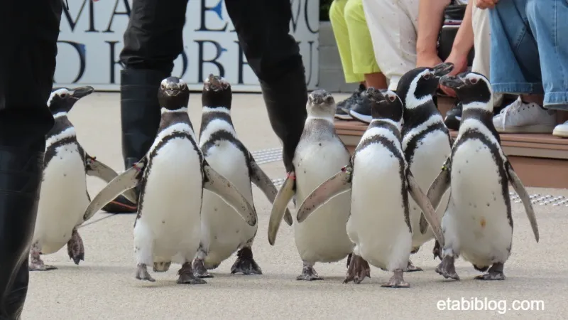 須磨シーワールドのペンギンの散歩