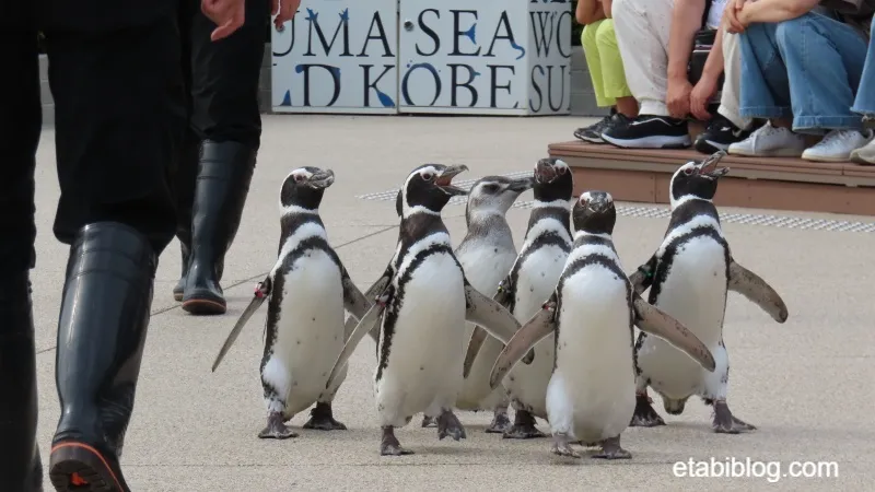 須磨シーワールドを散歩するペンギン