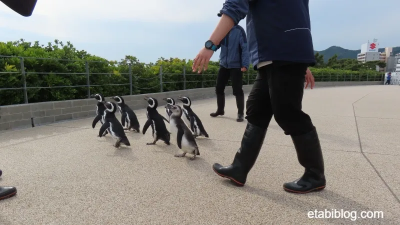 ペンギンの散歩もそろそろ終わり