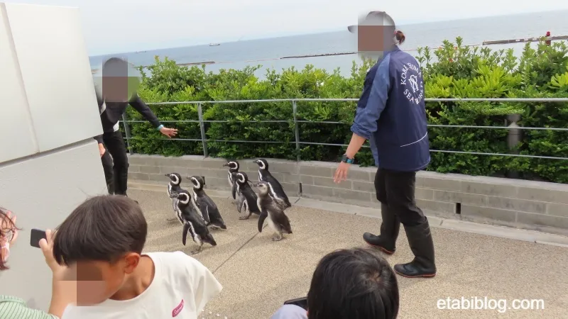 元来た通路に戻るペンギン
